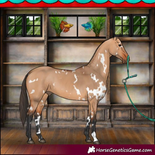 Horse Color:White Spotted Bay Dun 
