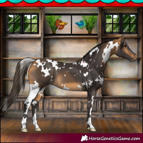 Horse Color:White Spotted Buckskin 