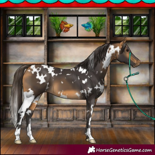 Horse Color:White Spotted Buckskin 