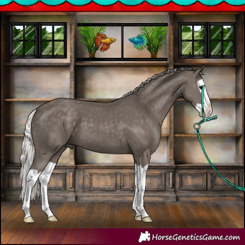 Horse Color:Silver Black Splash 