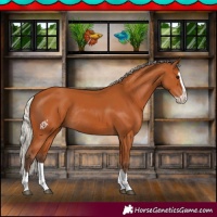 Horse Color:Silver Bay Splash Rabicano