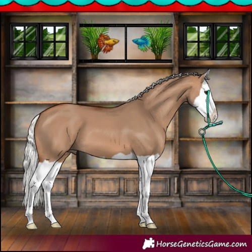 Horse Color:Silver Brown Dun Splash 