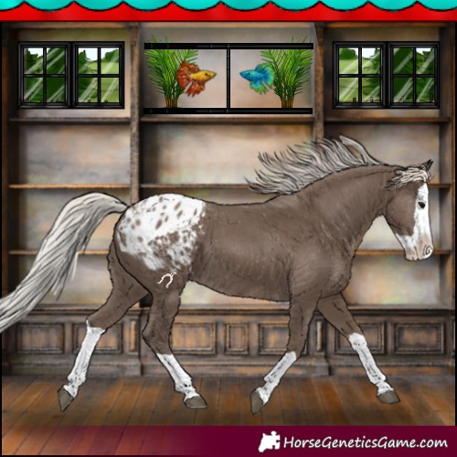 Horse Color:Silver Black Splash Blanket