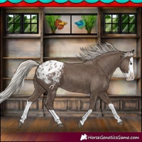 Horse Color:Silver Black Splash Appaloosa