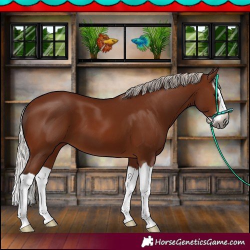 Horse Color:Gray Silver Bay Splash