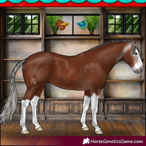 Horse Color:Gray Silver Bay Splash 