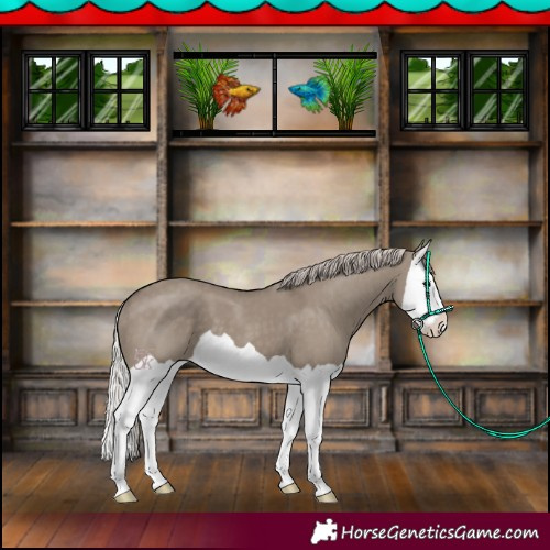 Horse Color:Silver Grullo Splash