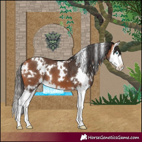 Horse Color:White Spotted Bay Splash 
