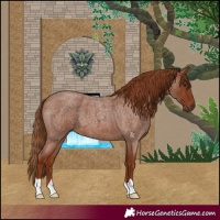 Horse Color:Red Roan