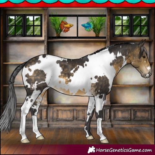 Horse Color:White Spotted Buckskin 