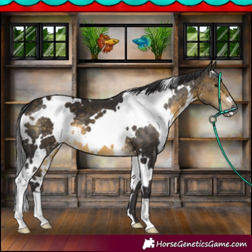 Horse Color:White Spotted Buckskin 