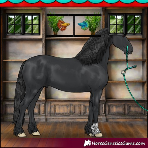 Horse Color:Black 