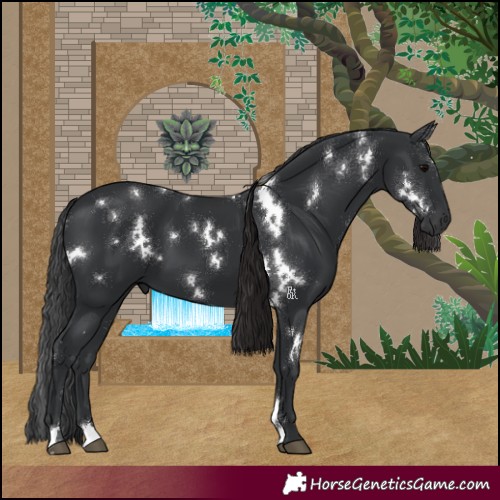 Horse Color:White Spotted Black