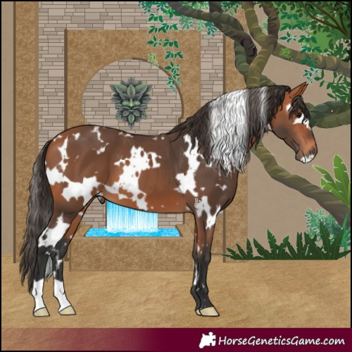 Horse Color:White Spotted Bay 