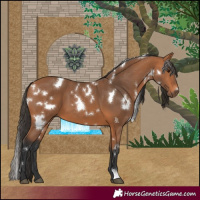 Horse Color:White Spotted Bay 