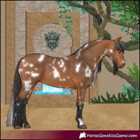 Horse Color:White Spotted Bay