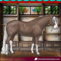 Horse Color:Silver Black Splash