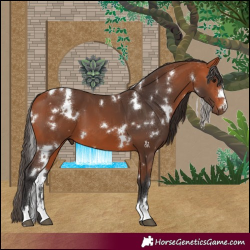 Horse Color:White Spotted Bay 