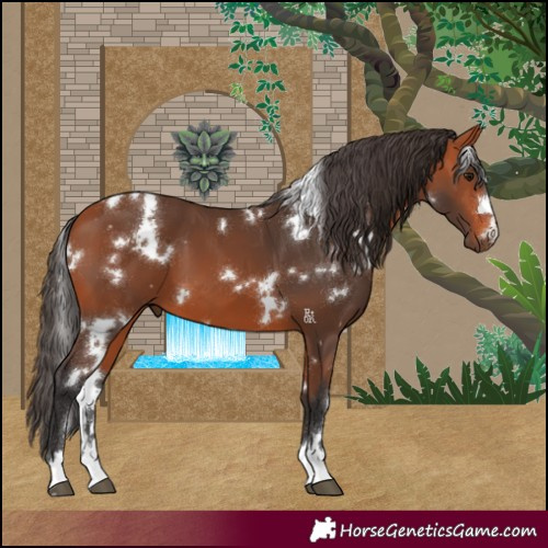 Horse Color:White Spotted Bay 