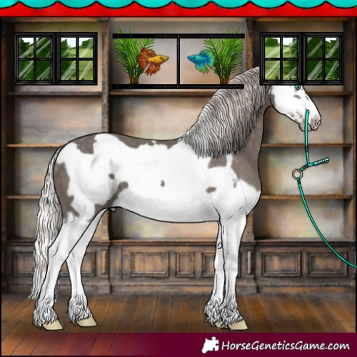 Horse Color:Silver Black Splash Frame 