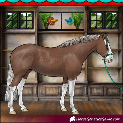 Horse Color:Silver Black Splash 