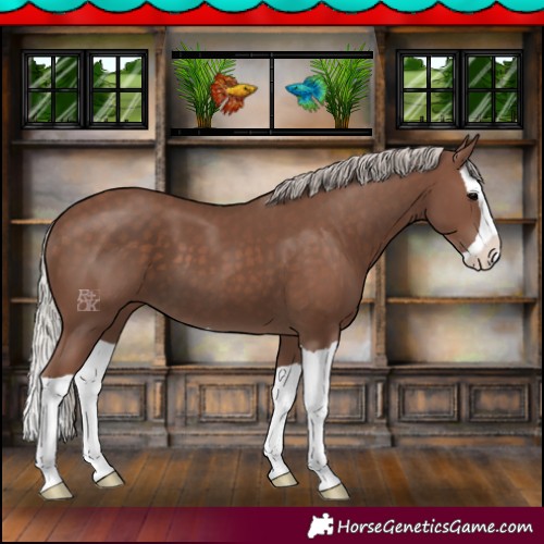 Horse Color:Silver Black Splash 