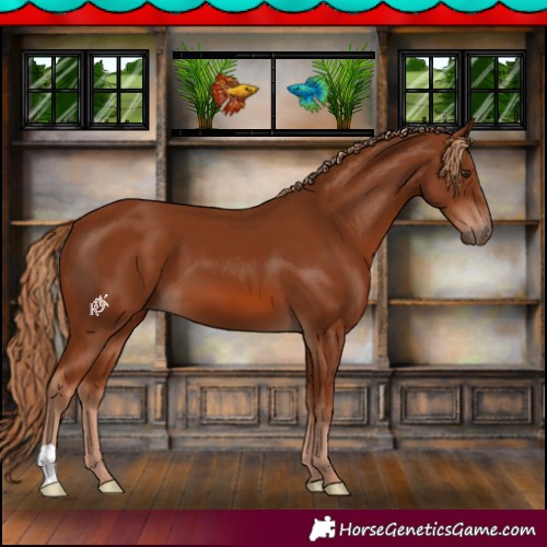 Horse Color:Chestnut 