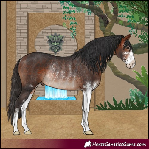 Horse Color:Bay Sabino Rabicano