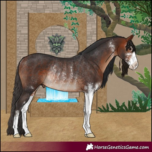 Horse Color:Bay Sabino Rabicano 