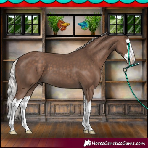 Horse Color:Silver Black Splash 