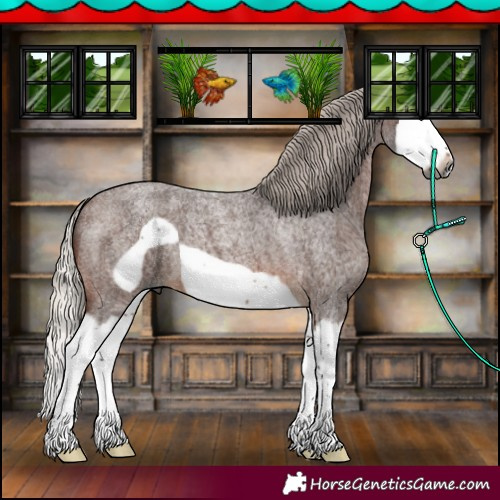Horse Color:Gray Silver Bay Roan Splash Frame 