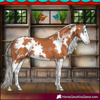 Horse Color:White Spotted Silver Bay Splash