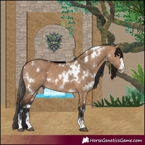 Horse Color:White Spotted Bay Dun 