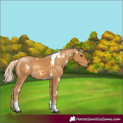 Horse Color:White Spotted Palomino Tobiano 
