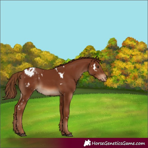 Horse Color:White Spotted Chestnut Varnish