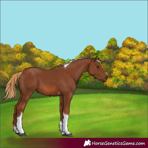 Horse Color:Chestnut Tobiano 
