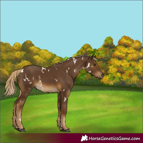 Horse Color:White Spotted Chocolate Palomino 