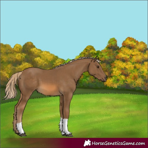 Horse Color:Chocolate Palomino Tobiano 