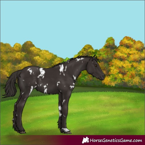 Horse Color:White Spotted Liver Chestnut