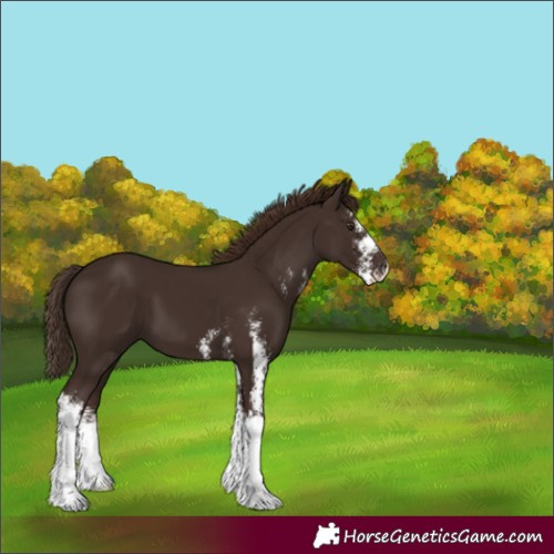 Horse Color:Liver Chestnut Sabino 