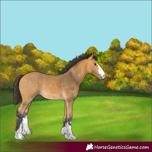 Horse Color:Buckskin