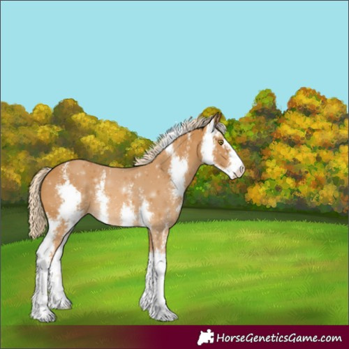 Horse Color:Palomino Sabino