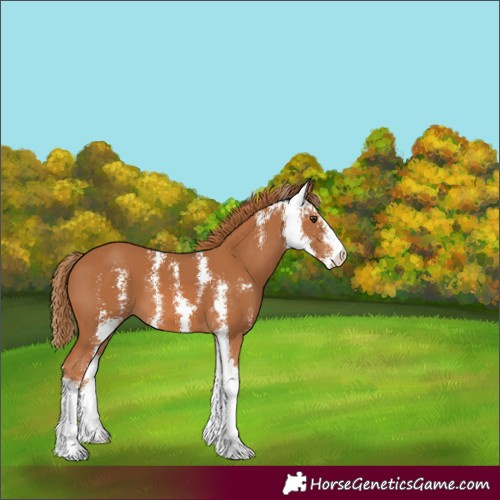 Horse Color:Chestnut Sabino 