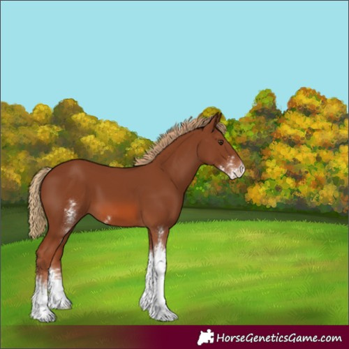 Horse Color:Chestnut Sabino 