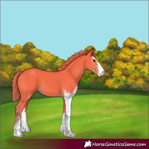 Horse Color:Watercolor Liver Chestnut Sabino 