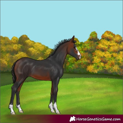 Horse Color:Bay 