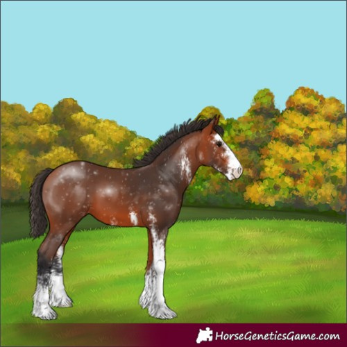 Horse Color:Bay Sabino 