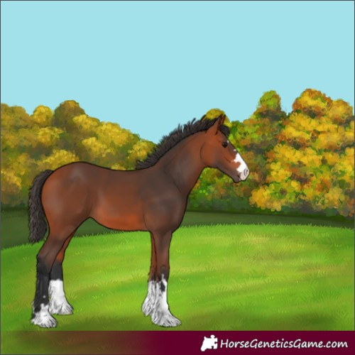 Horse Color:Bay 