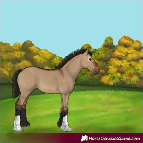 Horse Color:Gray Bay Dun 
