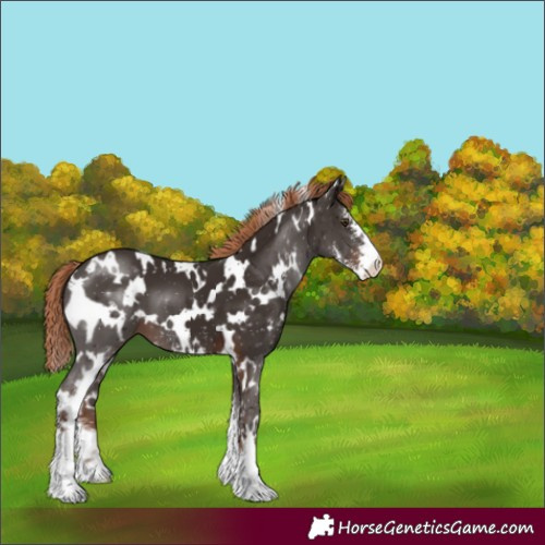 Horse Color:White Spotted Liver Chestnut Sabino 